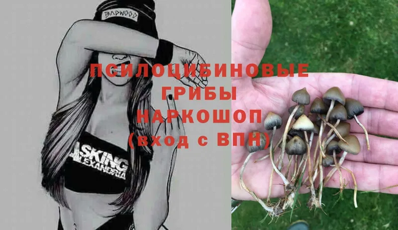 Псилоцибиновые грибы Psilocybe  Мураши 